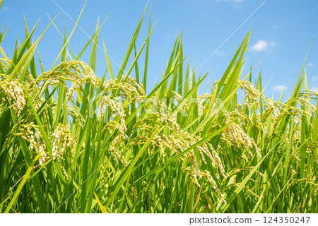 Autumn harvest: Rice before harvest (blue sky background) Autumn harvest: Rice before harvest (blue sky background) 124350247