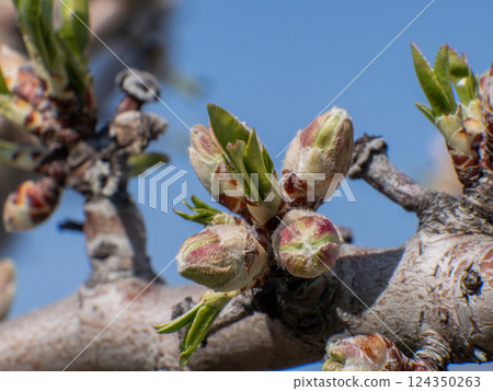 close up of spring buds budding on a tree branch in sunlight. High quality photo close up of spring buds budding on a tree branch in sunlight. High quality photo 124350263