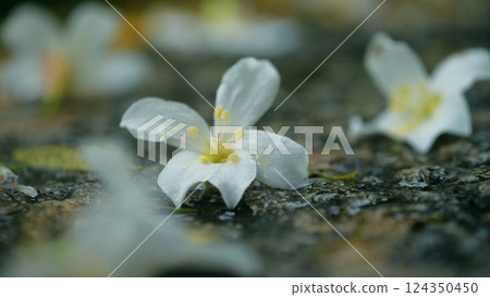 油桐花 124350450