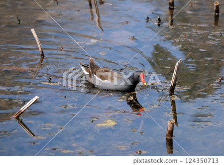 The common moorhen or waterhen (lat.- Gallinula chloropus) in the pond The common moorhen or waterhen (lat.- Gallinula chloropus) in the pond 124350713