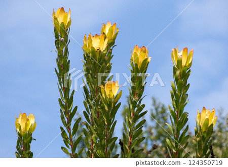 Blooming with yellow flowers dune conebush (lat.- Leucadendron coniferum) 124350719