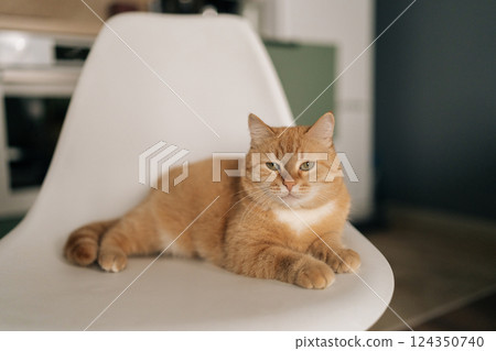 Portrait of adorable ginger cat resting comfortably on white chair, relaxing in modern kitchen room, enjoying moment of tranquility and peace in domestic setting. Concept of pets, domestic animals. 124350740