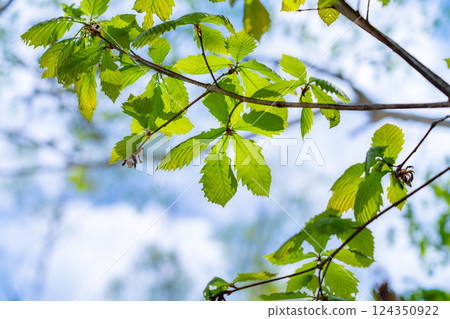 [Fresh greenery material] Fresh greenery of Norikura Plateau in early summer [Nagano Prefecture] 124350922