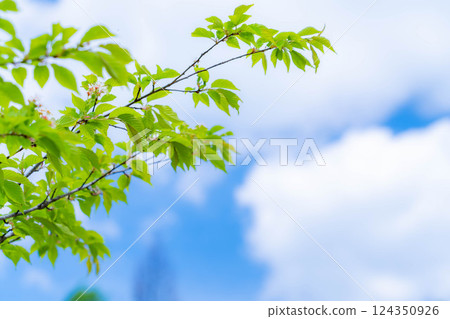 [Fresh greenery material] Fresh greenery of Norikura Plateau in early summer [Nagano Prefecture] 124350926