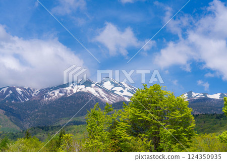 [Fresh greenery material] Fresh greenery of Norikura Plateau in early summer [Nagano Prefecture] 124350935