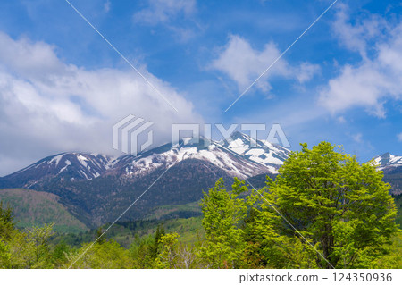 [Fresh greenery material] Fresh greenery of Norikura Plateau in early summer [Nagano Prefecture] 124350936