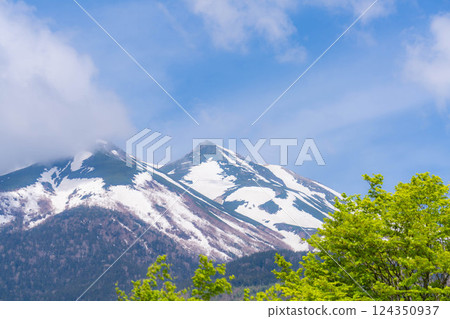 [Fresh greenery material] Fresh greenery of Norikura Plateau in early summer [Nagano Prefecture] 124350937