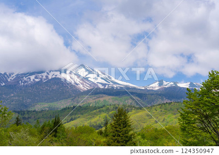 [Fresh greenery material] Fresh greenery of Norikura Plateau in early summer [Nagano Prefecture] 124350947