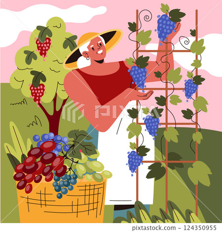 National Wine Day concept. Woman enjoys harvesting grapes in a lush vineyard, symbolizing the joy of winemaking and nature's bounty. National Wine Day concept. Woman enjoys harvesting grapes in a lush vineyard, symbolizing the joy of winemaking and nature's bounty. 124350955