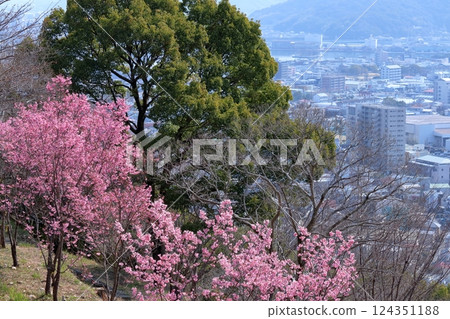 Spring arrives on Mt. Fudeyama: Youkou Sakura blooms (Kochi City, Kochi Prefecture) Spring arrives on Mt. Fudeyama: Youkou Sakura blooms (Kochi City, Kochi Prefecture) 124351188