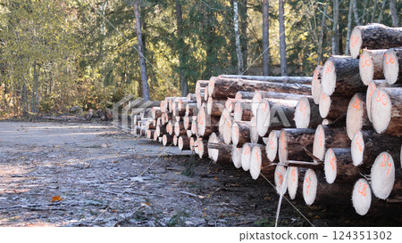 Freshly cut logs are neatly stacked in a serene and tranquil forest setting, surrounded by natures beauty 124351302