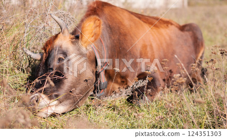 In a serene setting, a gentle brown cow rests in lush green grass in a sunny pasture, showcasing farm life In a serene setting, a gentle brown cow rests in lush green grass in a sunny pasture, showcasing farm life 124351303