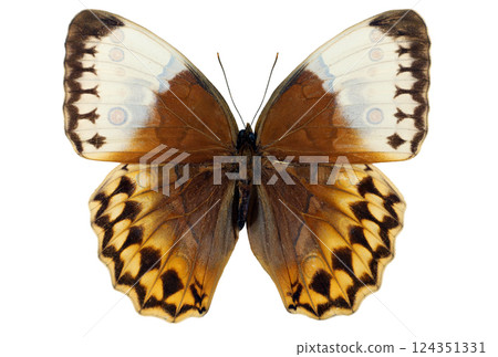 A Stichophthalma louisa butterfly displays its striking brown and white wings while resting on a leaf in a tropical environment, highlighting its unique patterns and coloration during daylight. 124351331