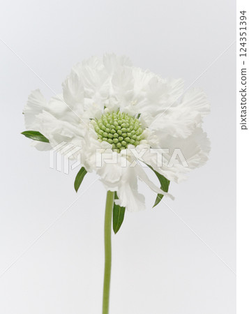 白色藍盆花 [藍盆花] 124351394