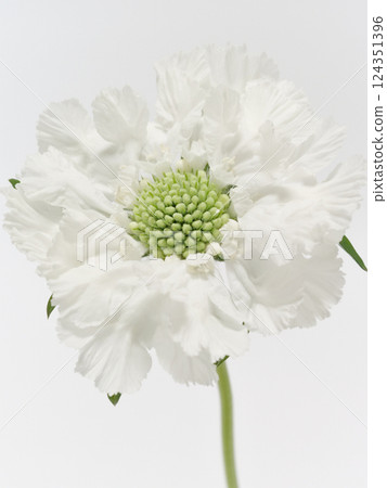 白色藍盆花 [藍盆花] 124351396