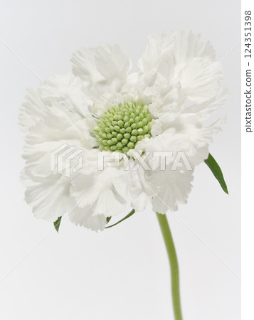 White Scabiosa flower [scabious] 124351398
