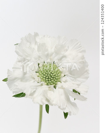 白色藍盆花 [藍盆花] 124351400
