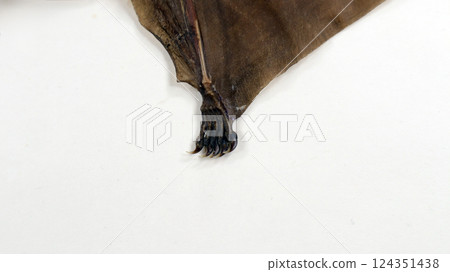 Detailed close up of a stuffed bat's paw showcasing its unique structure and claw arrangement 124351438