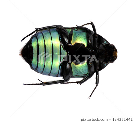 Flower beetle Euchroea coelestis is turned on its back, revealing its striking iridescent green and black coloration. This beetle's unique patterns highlight its delicate features and beauty. Flower beetle Euchroea coelestis is turned on its back, revealing its striking iridescent green and black coloration. This beetle's unique patterns highlight its delicate features and beauty. 124351441