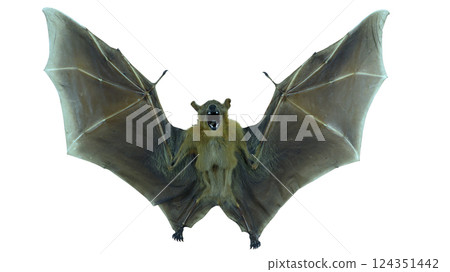 Cynopterus minutus, a giant stuffed bat, is showcased in a static position with its wings fully extended. The bat stands out against a clean, white backdrop, emphasizing its features and size. Cynopterus minutus, a giant stuffed bat, is showcased in a static position with its wings fully extended. The bat stands out against a clean, white backdrop, emphasizing its features and size. 124351442