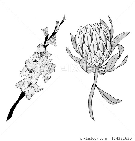 detailed sketch of a gladiolus flower and exotic protea flower. Hand-drawn. design greeting card and invitation of the wedding, birthday, Valentine's Day, mother's day and other holiday 124351639