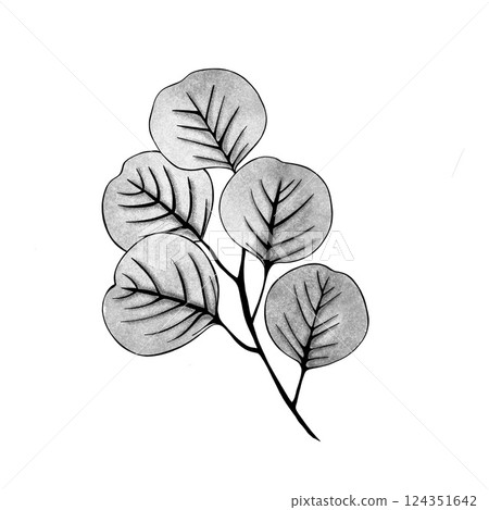 Hand drawn Ginkgo biloba leave. outline ginkgo leaf. Floral exotic leave illustration for your design. 124351642