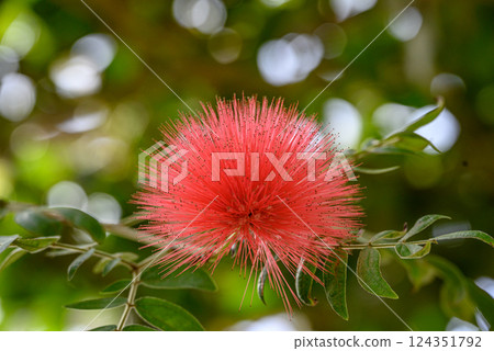 Calliandra haematochea 紅花 124351792