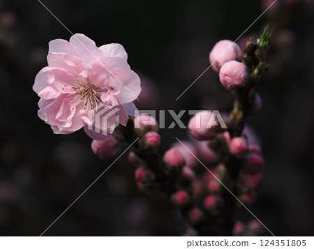 Peach blossoms Peach blossoms 124351805