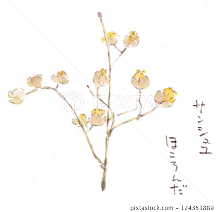 一幅水彩畫描繪的是早春時節開著可愛黃色花朵的日本山茱萸 一幅水彩畫描繪的是早春時節開著可愛黃色花朵的日本山茱萸 124351889