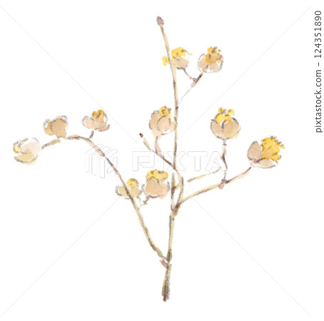 一幅水彩畫描繪的是早春時節開著可愛黃色花朵的日本山茱萸 124351890