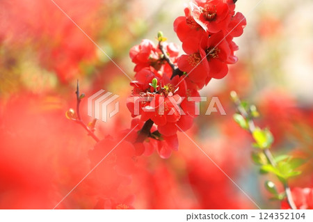 紅色的日本木瓜花盛開 紅色的日本木瓜花盛開 124352104