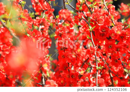 Red Japanese quince flowers in full bloom Red Japanese quince flowers in full bloom 124352106