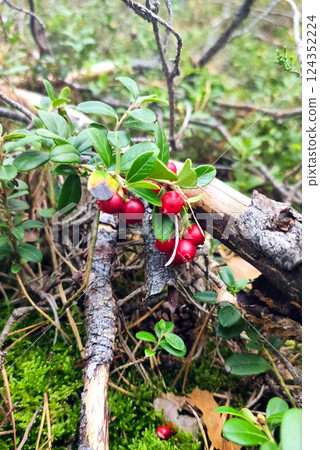 Lingonberries in the fall woods 124352224
