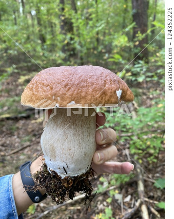 Huge Boletus in my hand. Mushrooms in the fall forest 124352225