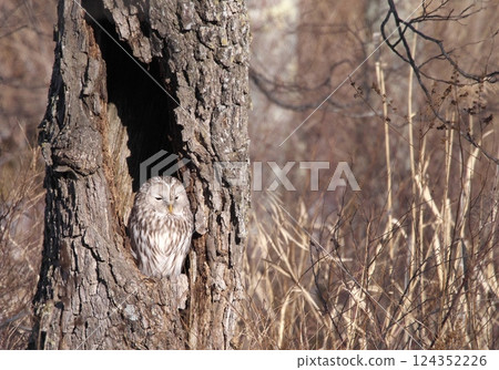 Ezo owls in Hokkaido Ezo owls in Hokkaido 124352226