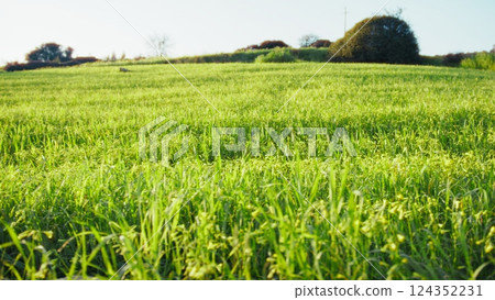 Low Green Grass Nature Picnic In Early Spring In A Hilly Field 124352231