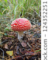 Mushrooms in the fall forest. Fly Agaric Mushrooms in the fall forest. Fly Agaric 124352251