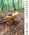 Mushrooms in the fall forest. Boletus Mushrooms in the fall forest. Boletus 124352253