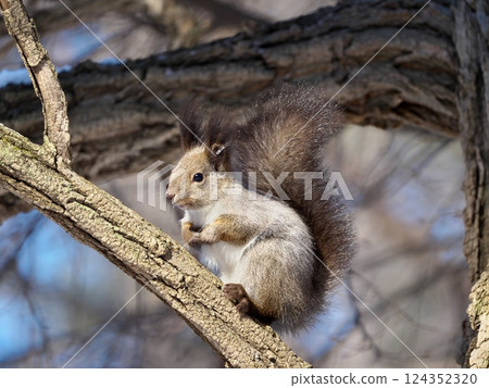 Ezorisu Ezorisu 124352320