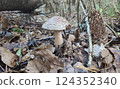 Mushrooms in the fall forest. Blusher Mushrooms in the fall forest. Blusher 124352340