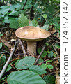 Mushrooms in the fall forest. Boletus Mushrooms in the fall forest. Boletus 124352342
