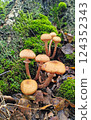 Mushrooms in the fall forest. Armillaria ostoyae Mushrooms in the fall forest. Armillaria ostoyae 124352343