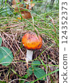 Mushrooms in the fall forest. Boletus Mushrooms in the fall forest. Boletus 124352373