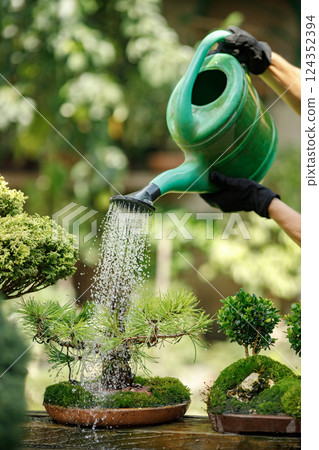 Focus on a bonsai tree. Blonde caucasian man watering bonsai tree in pot with garden tools. Man wearing green t-shirt and black apron. 124352394