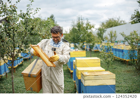 Beekeeper holding honeycomb frame in hands. Farmer wearing bee suit working with honeycomb in apiary. Man wearing eyeglasses. 124352420