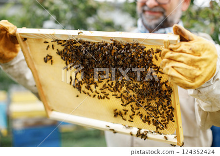 Beekeeper removing honeycomb frame from beehive. Farmer wearing bee suit working with honeycomb in apiary. Process of harvesting honey from wooden beehive outdoors. 124352424