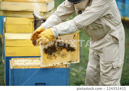 Beekeeper removing honeycomb from beehive. Farmer wearing bee suit working with honeycomb in apiary. Process of harvesting honey from wooden beehive outdoors. 124352431
