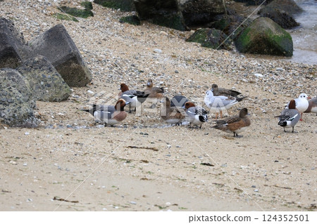 Ducks on the rocks 124352501