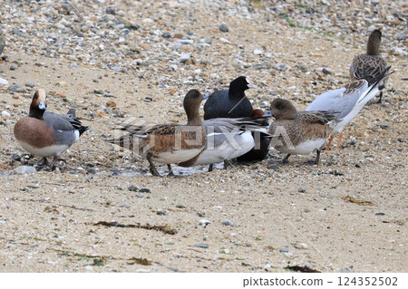 A mallard duck descends to the ground to search for food 124352502