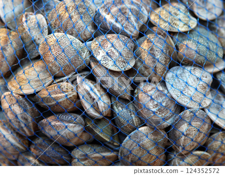 Clams 124352572